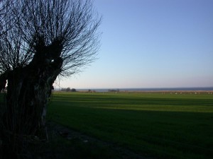 Wiese am Achterwasser